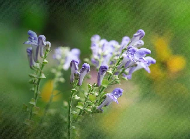مکمل پریمنتا نوتراکس برای کاهش درد پریود در زنان