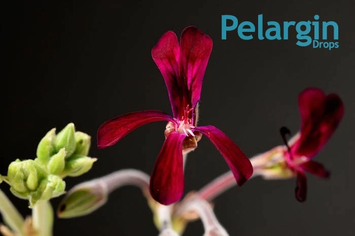 خرید قطره پلارژین پارس گیتا دارو