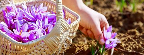 خرید قرص زعفران سافرونیکا