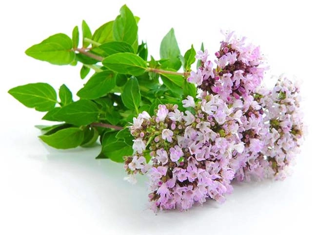 عصاره آویشن برای درمان سرفه 